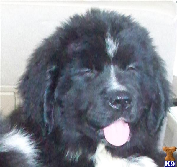 Puppies in Tullahoma